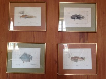 null Ensemble de huit gravures en couleur, études de poissons, imprimerie de Langlois:
-...