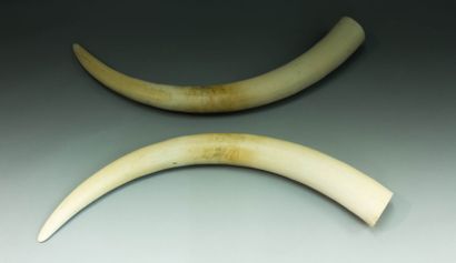 null Deux défenses d’éléphant d’Afrique en
ivoire (Loxodonta Africana)
Long. : 131...