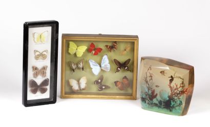 null Lot composé de deux sous verre présentant des papillons naturalisés l'un constitué...