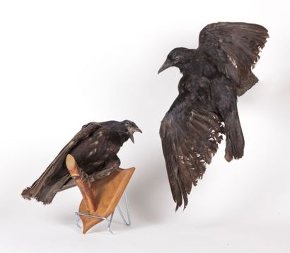 null Corbeau branché le bec ouvert naturalisé et corbeau branché ailes déployées

(état...