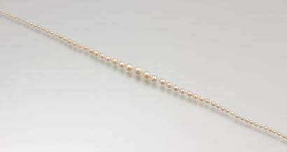 null Collier de perles de culture, en chute, de 8,59

- 2,70 mm, le fermoir et la...