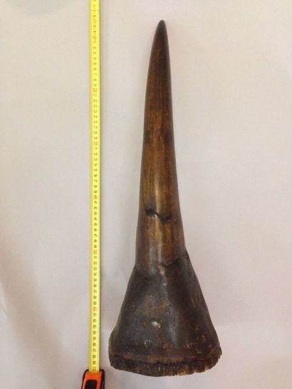  Corne de rhinocéros (rhinocerotidae) Longueur : 60 cm Diamètre à la base : 17 cm...