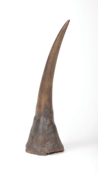 Corne de rhinocéros (rhinocerotidae) Longueur : 60 cm Diamètre à la base : 17 cm...