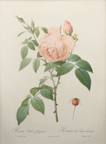 null REDOUTE Pierre Joseph (1759-1840) d'après

Fleurs

Deux reproductions

38 x...