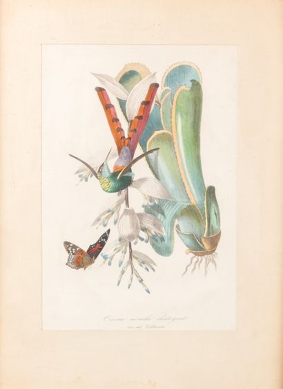 null Lot de neuf reproductions d'oiseaux et une de plante : Fringille Paroabe - Spatule...