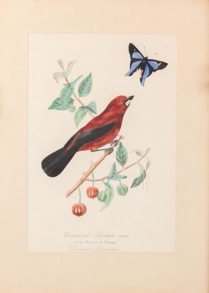 null Lot de neuf reproductions d'oiseaux et une de plante : Fringille Paroabe - Spatule...