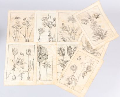 null MERIAN Maria Sibylla (1647-1717)

Suite de neuf planches de botaniques

Gravures...