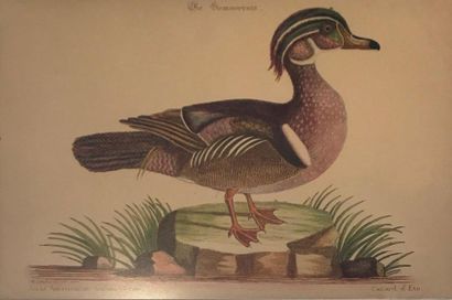 null D'après EDWARDS Georges "une Histoire naturelle d'oiseaux rare" 
Un canard d'été,...