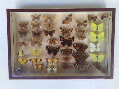 null Boîte entomologique vitrée contenant différentes espèces de lépidoptères diurnes...