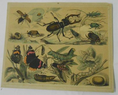 null LES ANIMAUX : Ensemble de 10 Planches Couleurs et certaines signées (V. et H.).
Dont...