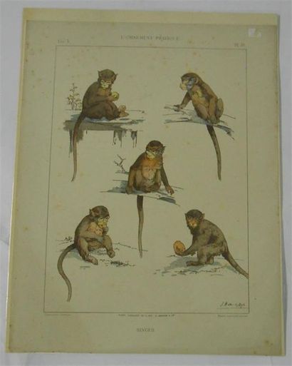 null LES ANIMAUX : Ensemble de 10 Planches Couleurs et certaines signées (V. et H.).
Dont...