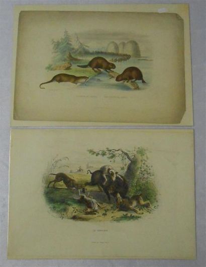 null LES ANIMAUX - Divers : Ensemble de 16 Planches Couleurs, (V. & H.)
Dont" La...