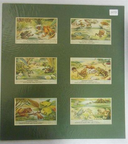 null LIEBIG - ANIMAUX (Divers) : Ensemble de 8 Séries de 6 Chromos, (H.).
Races Bovines-1897,...
