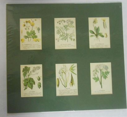 null FLEURS: Ensemble de 2 Séries de 6 Chromos, (V.).
Petites Planches avec nom de...