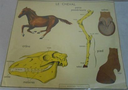 null ANATOMIE - Humaine et Animale : Ensemble de 9 Planches, non entoilées.
3-La...