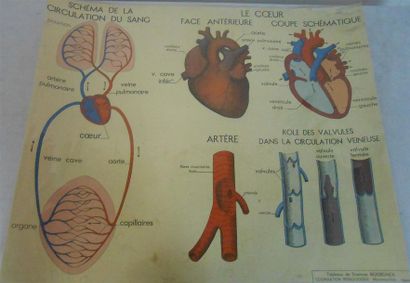 null ANATOMIE - Humaine et Animale : Ensemble de 9 Planches, non entoilées.
3-La...