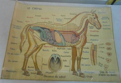 null ANATOMIE - Humaine et Animale : Ensemble de 9 Planches, non entoilées.
3-La...