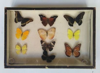 null Boîte entomologique vitrée contenant différentes espèces de lépidoptères diurnes...