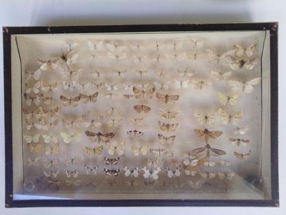 null Boîte entomologique vitrée contenant différentes espèces de lépidoptères nocturnes
Environ...