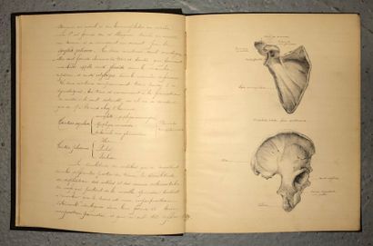 null Livre manuscrit sur l'anatomie et physiologie animales - Fonctions de relation
1992-1993
Enseignement...