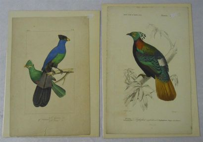 null LES ANIMAUX - à Plumes : Ensemble de 28 Planches Couleurs, (V. & H.)
Dont" Perroquets,...