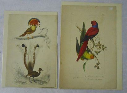 null LES ANIMAUX - à Plumes : Ensemble de 28 Planches Couleurs, (V. & H.)
Dont" Perroquets,...