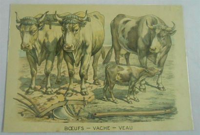 null LES BOVINS : Ensemble de 8 Planches Couleurs, (V.et H.).
Dont" Le Boeuf et la...