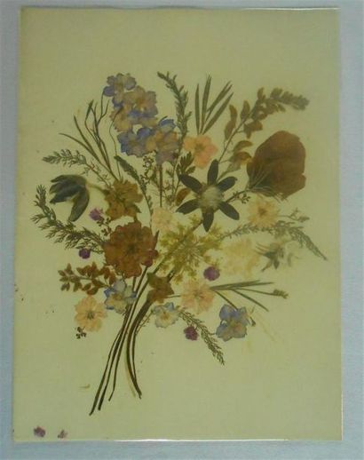 null LES FLEURS REELLES SECHEES : Ensemble de 2 Planches Couleurs, (V.).
Diverses...