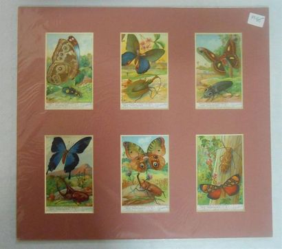 null LIEBIG - INSECTES & PAPILLONS : Ensemble de 8 Séries de 6 Chromos, (V.et H.).
La...