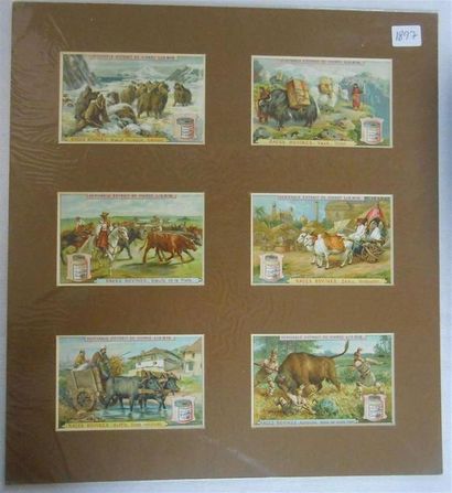 null LIEBIG - ANIMAUX (Divers) : Ensemble de 8 Séries de 6 Chromos, (H.).
Races Bovines-1897,...