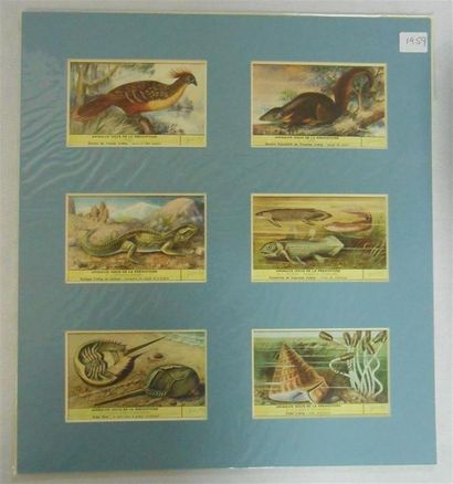 null LIEBIG - ANIMAUX (Divers) : Ensemble de 8 Séries de 6 Chromos, (H.).
Races Bovines-1897,...