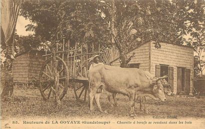 null 44 CARTES POSTALES LES ILES : Guadeloupe-29cp/cpsm et Martinique-15cp/cpsm....