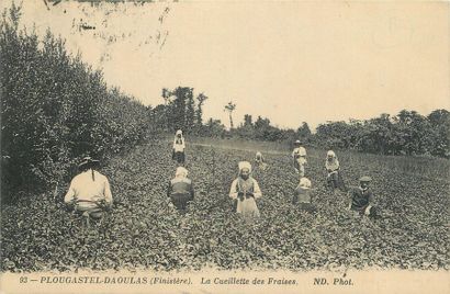 null 10 CARTES POSTALES METIERS : Bretagne - Alimentaires. "Beg Meil-La Récolte des...