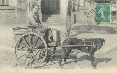 null 1 CARTE POSTALE ATTELAGE : A Chien - Sélection Indre et Loire. "21 - Bourgeuil...