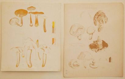 null EPREUVES & DOCUMENTS : Divers formats. Dont "9 épreuves de champignons (31 x...