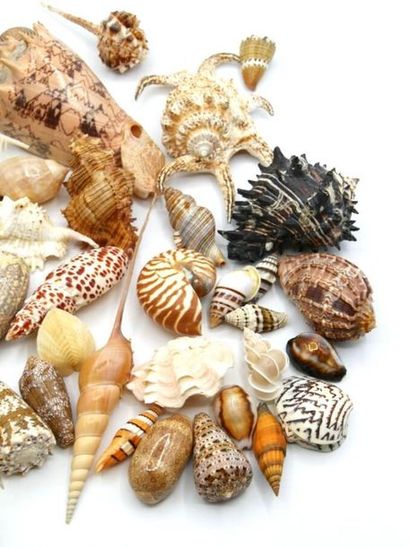 null Importante collection de 48 coquillages d'origines diverses 



[Retrait du...