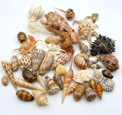 Important collection of 48 shells of various...