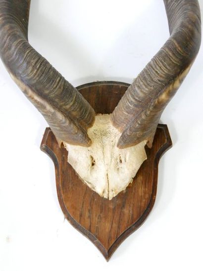 null Kudu hunting trophy with his skull

63 x 30 cm



[Removal from storage in Paris...