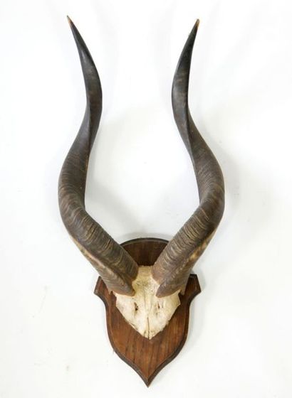 null Trophée de chasse de Koudou avec son crâne

63 x 30 cm



[Retrait garde-meubles...
