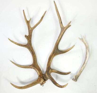 null Three deer molts



[Removal from storage in Paris XIV]
