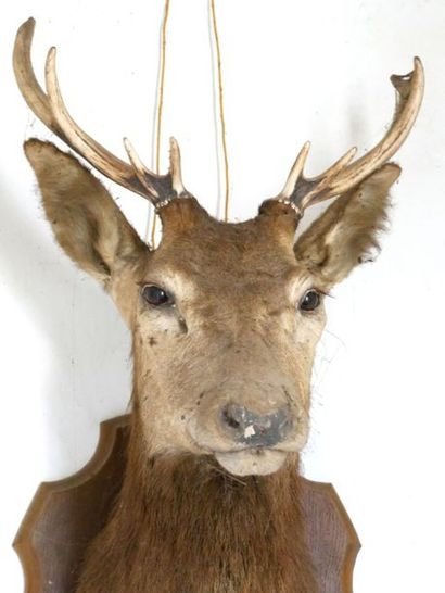 null Naturalized deer head 



[Removal from storage in Paris XIV]