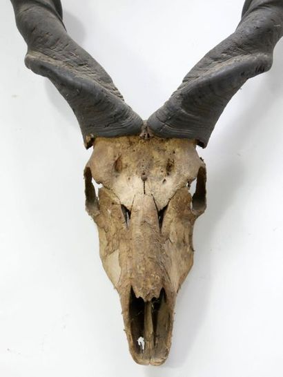 null Trophée de chasse de grand Koudou avec son crâne

125 x 69 cm



[Retrait garde-meubles...