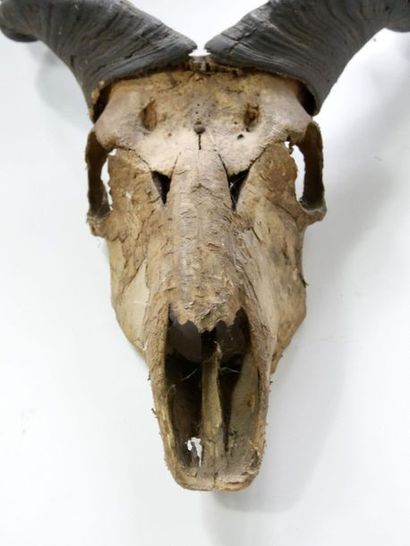 null Trophée de chasse de grand Koudou avec son crâne

125 x 69 cm



[Retrait garde-meubles...