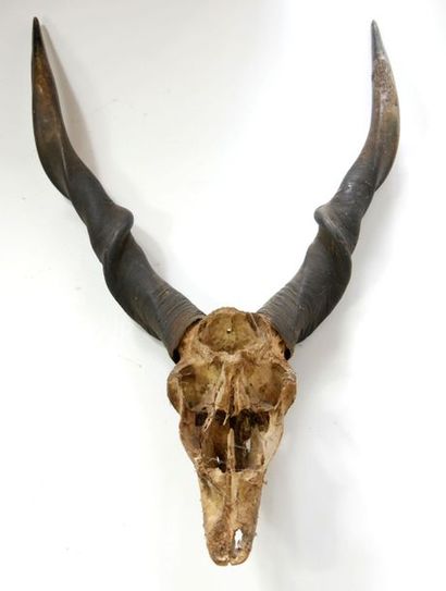 null Hunting trophy of big Koudou with his skull

125 x 69 cm



[Removal from storage...