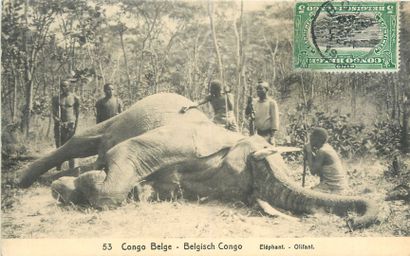 null 180 CARTES POSTALES & PHOTOS AFRIQUE NOIRE : Divers Pays. 139cp et 41 Photos....