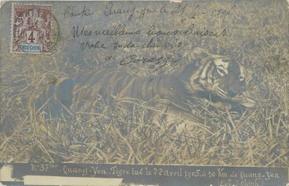 null 23 FOREIGN PHOTO CARDS: Majority Located. Including" Quang Yen-Tigre killed...