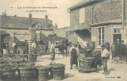 null 34 CARTES POSTALES ALCOOL : Le Mousseux et le Champagne. Scènes de Vendanges...