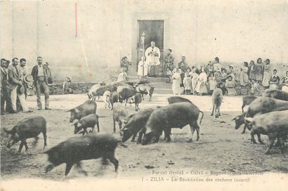 null 9 CORSICAN POSTCARDS: Scenes and Types. "474-Ajaccio-The Goats (Damiani Collection),...