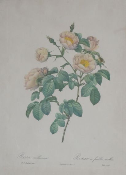 null Pierre Joseph REDOUTE (1759-1840), d'après 

Rosier à feuilles molles

Rosier...