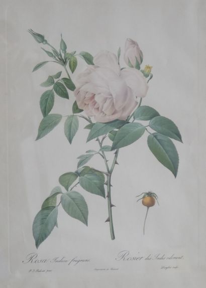null Pierre Joseph REDOUTE (1759-1840), after 

Soft-leaved rose

Fragrant Indian...